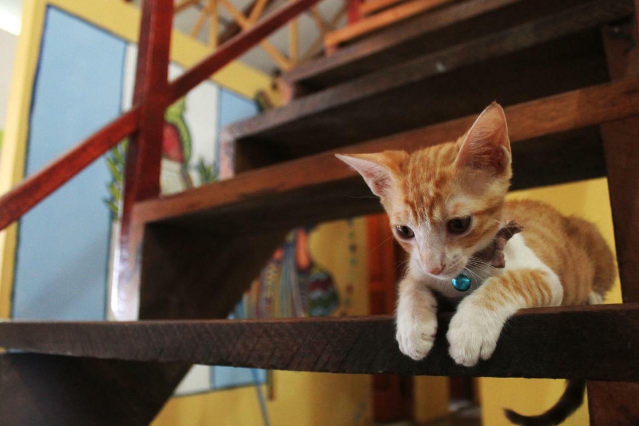 Ciao Cacao Hostel & Vegan Cafe ฟลอเรส ภายนอก รูปภาพ